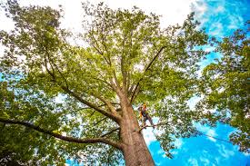 Why Choose Our Tree Removal Services in Lima, PA?